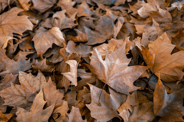 autumn leaves on the ground. background from fallen leaves. magical autumn