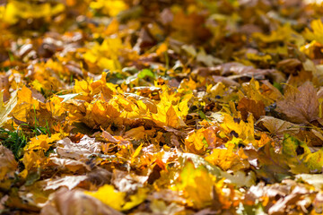 autumn leaves on the ground