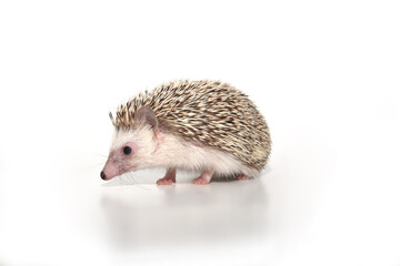 An African cute hedgehog with brown spines and needles on its back stomps on a white isolated background