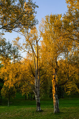 Fototapeta premium trees in a park in autumn