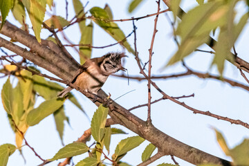 crested tit perched on a tree branch