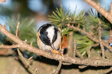 Coal Tit perched on a tree branch