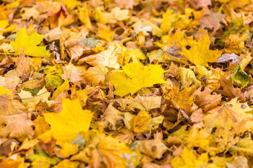autumn leaves on the ground