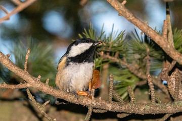 Coal Tit perched on a tree branch