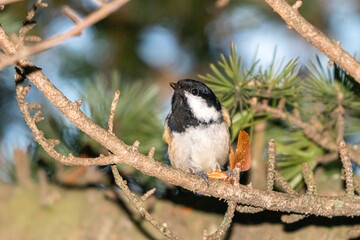 Coal Tit perched on a tree branch