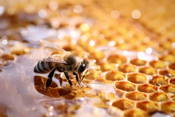 Foto op Aluminium Closeup view of fresh honeycomb with bee © New Africa