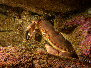 A closeup picture of a Cancer pagurus, also known as edible crab or brown crab. Picture from the Weather Islands, Sweden