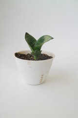 small house plant in white pot