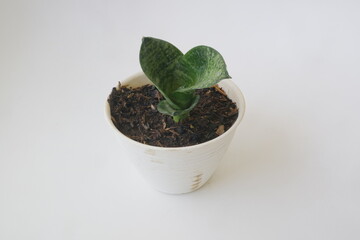 small house plant in white pot