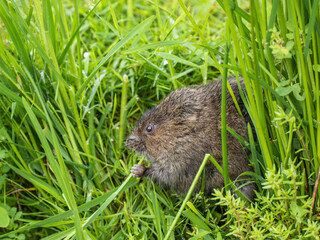 Water Vole Feeding  by a Pond