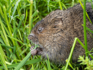 Water Vole Feeding  by a Pond