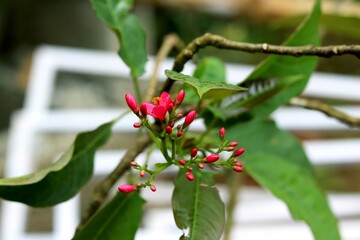 Portrait view red flower bud (frangipani)