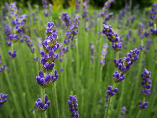 Lavender