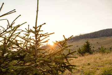 Fototapeta premium small tree on top of the mountains in the rays of the setting sun.