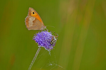 Großes Ochsenauge (Maniola jurtina)
