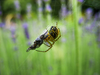 Spider and fly on the web