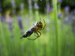 Spider and fly on the web