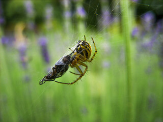 Spider and fly on the web