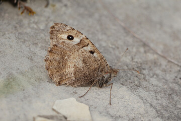 Berghexe (Chazara briseis)