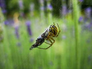 Spider and fly on the web