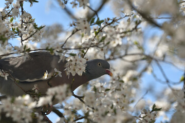 a wood pigeon hides on a blooming cherry tree branch