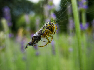 Spider and fly on the web