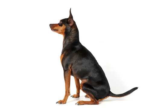 miniature pinscher sitting  isolated on white 