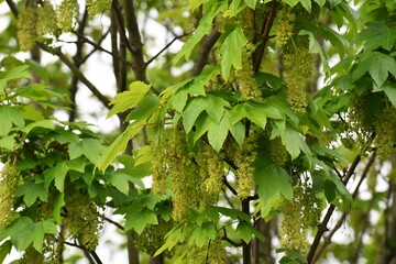 Branches with flowers of Acer Pseudoplatanus tree, known as the Sycamore or the Sycamore Maple.