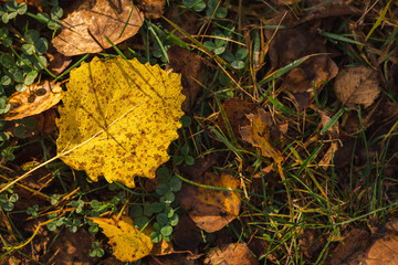 yellow autumn leaves on the ground