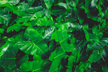 Green leaves pattern background
