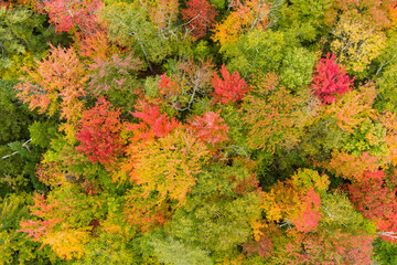 Aerial drone view of autumn trees in Vermont with dense colorful leaves.