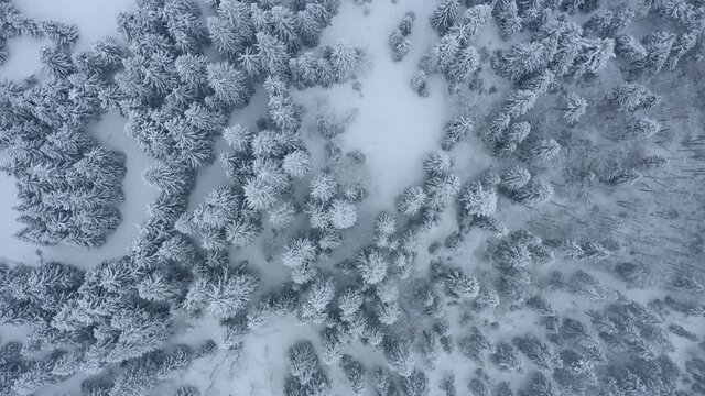 Flying above snowy forest. Snowfall in winter. Snow storm above frozen trees. Top aerial view of snow cowered trees in Mountains 