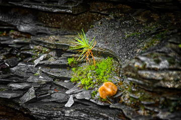 A very small pine tree seedling is growing on the rock ledge at Watkins Glen State Park Gorge Trail.