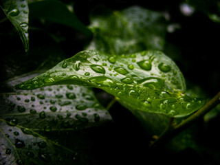 Drops on leaves after rain