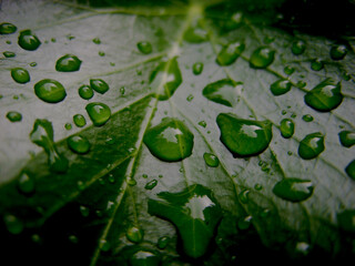 Drops on leaves after rain