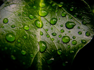 Drops on leaves after rain