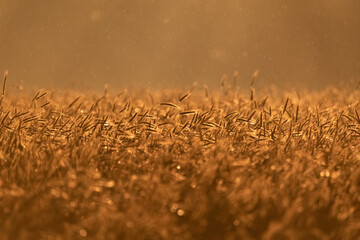 Cereal in the field. Close-up of ears of ripening rye. Farming in the countryside. Rural landscape.