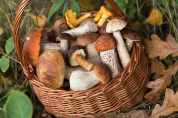 Different edible wild mushrooms in basket close up. Freshly harvested porcini mushrooms in nature...