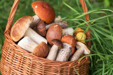 Edible forest wild mushrooms close up, macro. Freshly harvested porcini mushrooms in wicker basket in nature in green grass close up