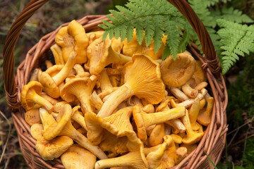 Сhanterelle mushroom close up, macro. Edible orange yellow wild chanterelle mushrooms in wicker basket in nature in forest