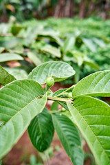 close-up of beautiful guava flower in the garden