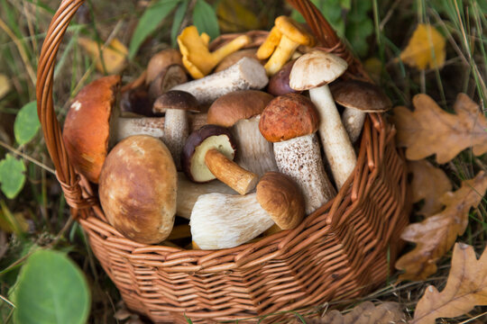 Different edible wild mushrooms in basket close up. Freshly harvested porcini mushrooms in nature in autumn forest