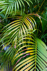 Naklejka premium palm tree leaf