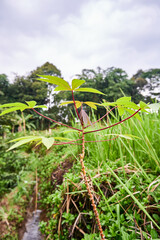 beautiful cassava plants grow wild