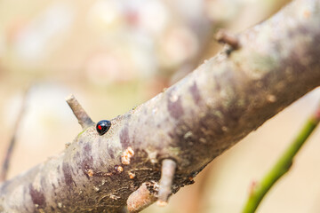 Kidney-spot Ladybird on a tre - obrazy, fototapety, plakaty