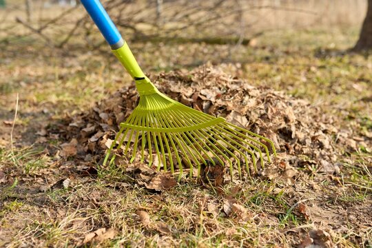 Spring cleaning of the garden with a rake from fallen leaves, dry grass