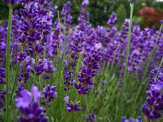 Obraz premium Lavender