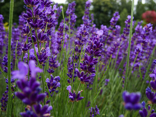 Obraz premium Lavender