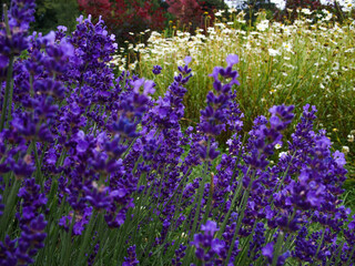 Naklejka premium Lavender