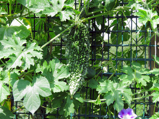Momordica vines with ripening green-yellow fruits.